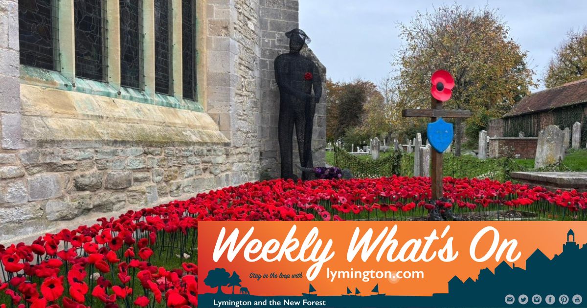 Spectacular forest sunset