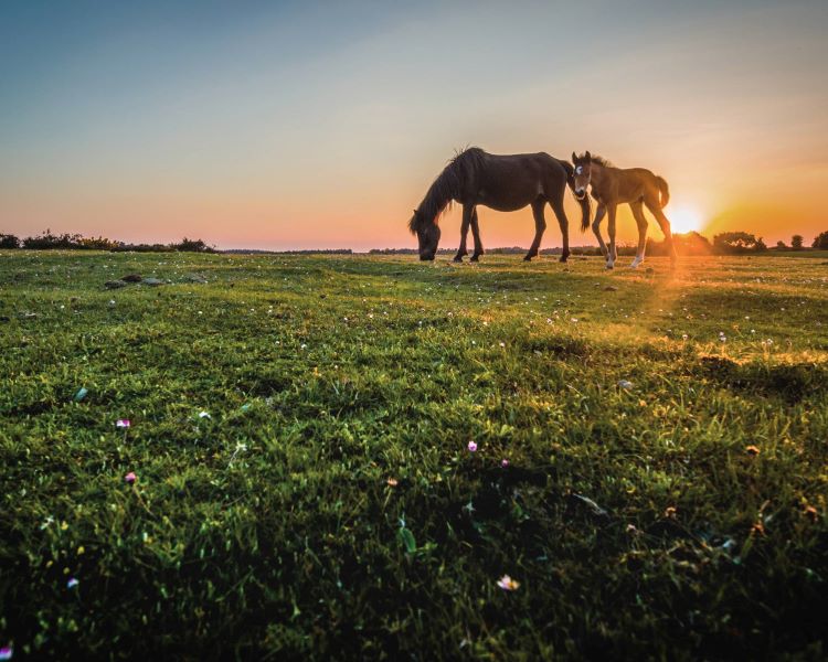 digital detox at careys manor hotel senspa 750