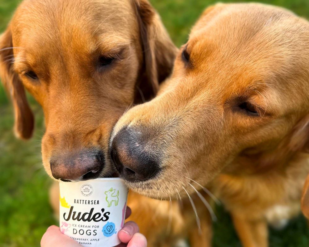 Jude's Ice Cream for dogs