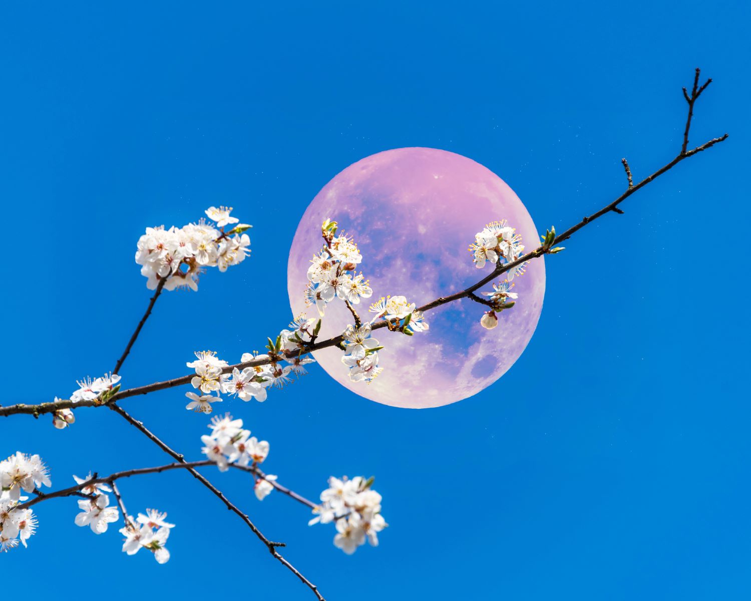 sen sound session june 1500 jpg