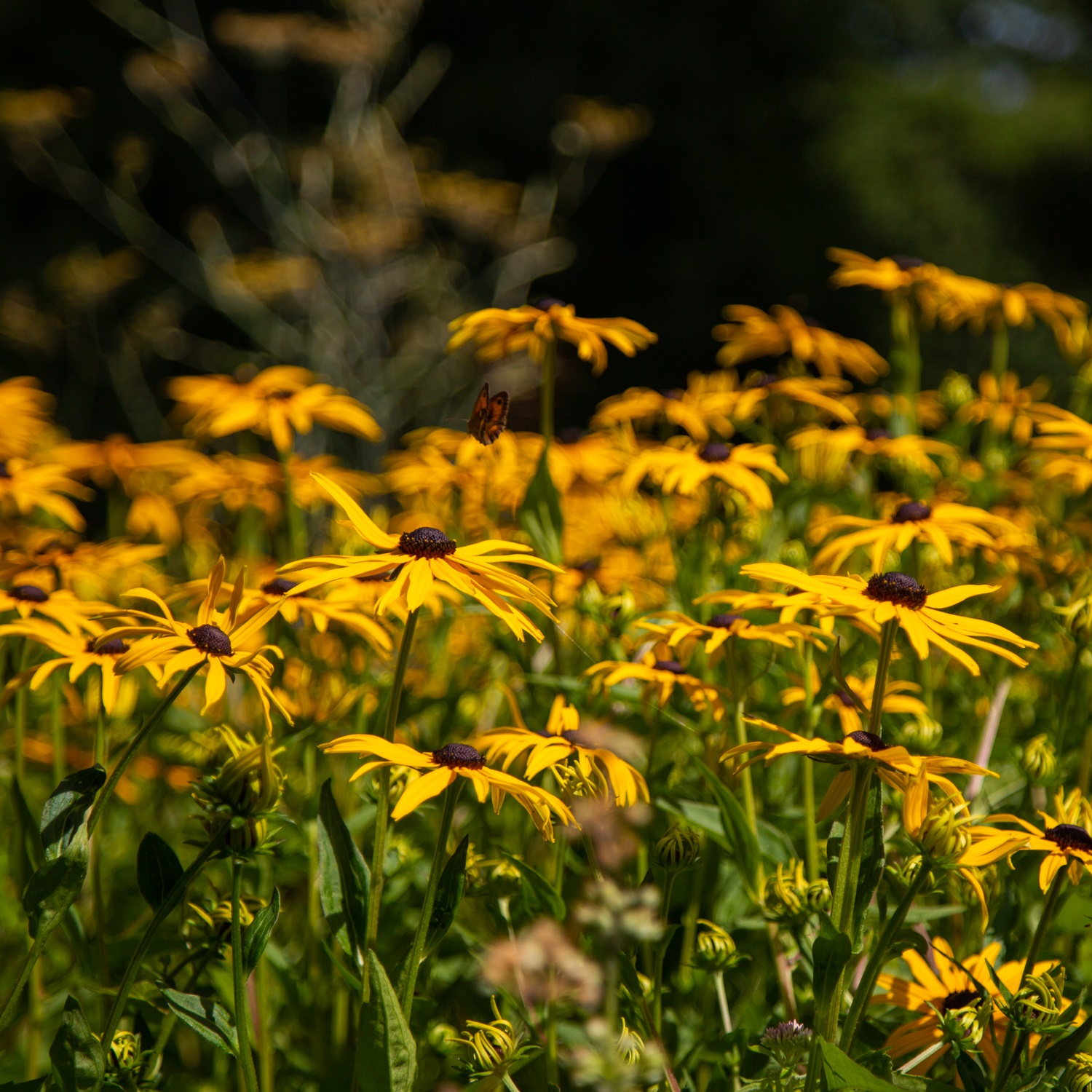 Herbaceous plants at Exbury Gardens summer 2023