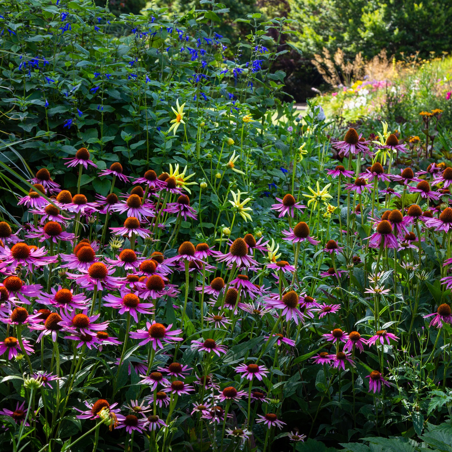Herbaceous border at Exbury Gardens summer 2023