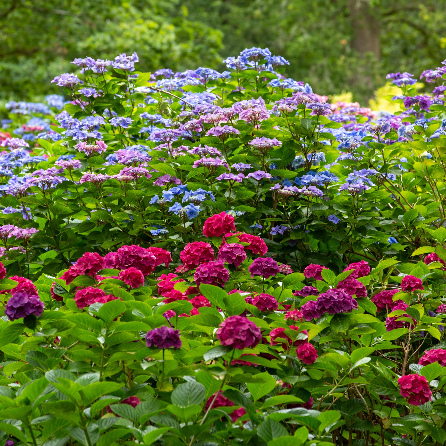 Colourful hydrangeas at Exbury Gardens August 2023