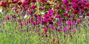 fairweathers lavendar