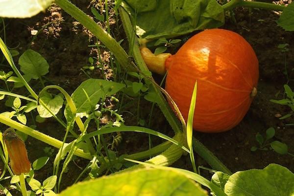 pumpkin growing