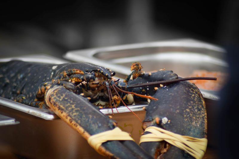 shellfish at Lymington Seafood Festival