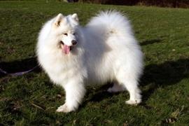 Symba restored to health thanks to OSCAR healthy pet foods