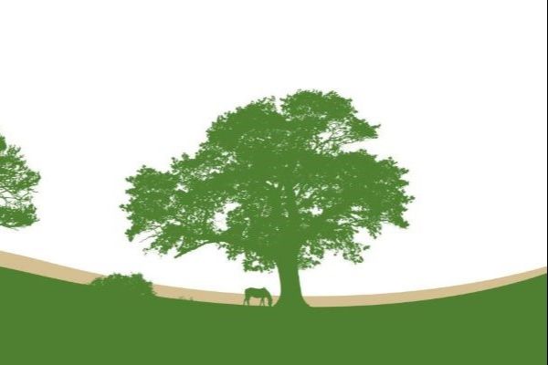 New Forest Cottages holiday letting agents